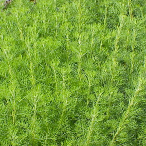 ABROTANUM