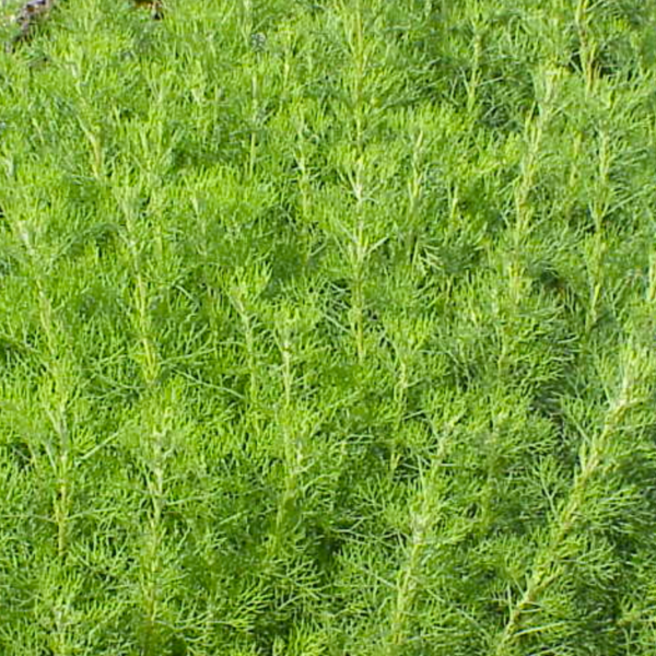 ABROTANUM