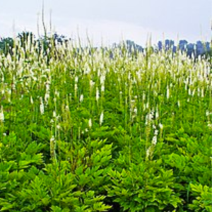 ACTAEA RACEMOSA