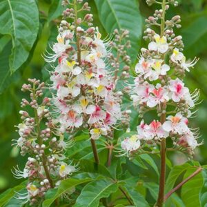AESCULUS HIPP