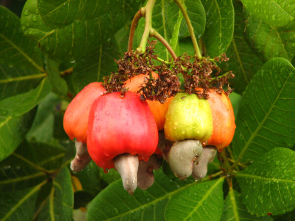 ANACARDIUM