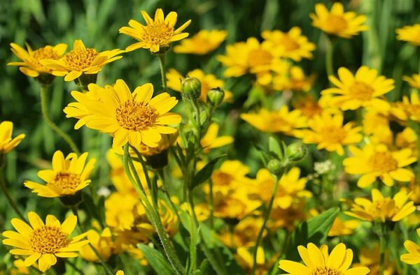 ARNICA