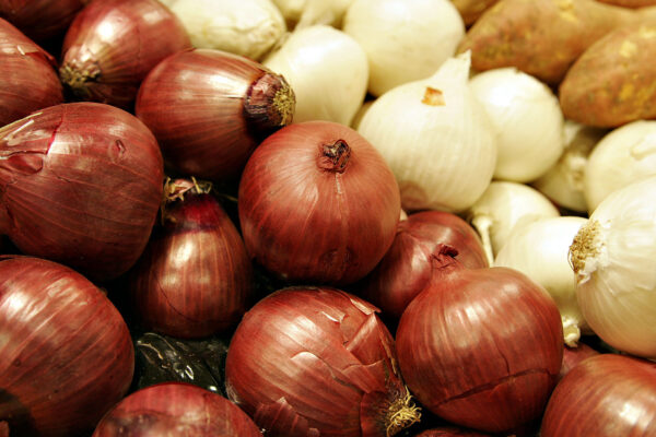 ALLIUM CEPA