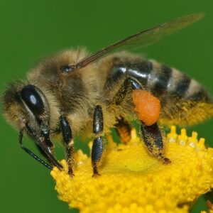 APIS