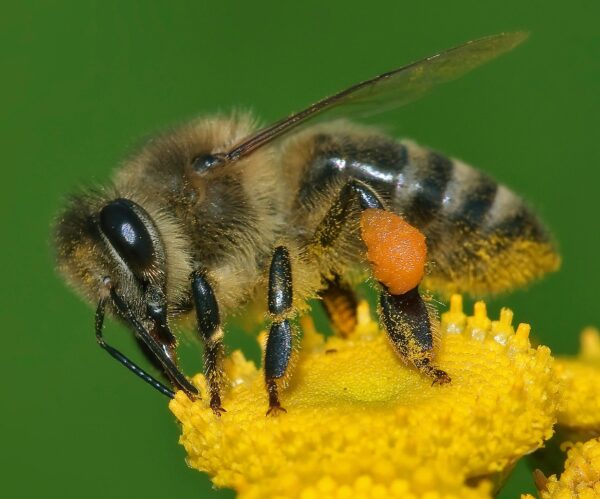 APIS
