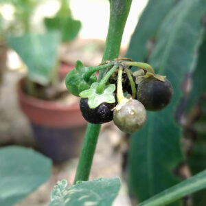 ATROPINUM SULF.