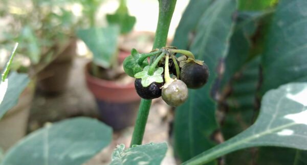 ATROPINUM SULF.