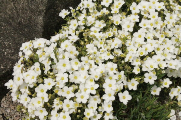 ARENARIA