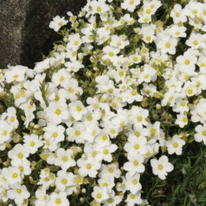 ARENARIA