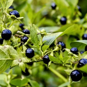 BELLADONNA