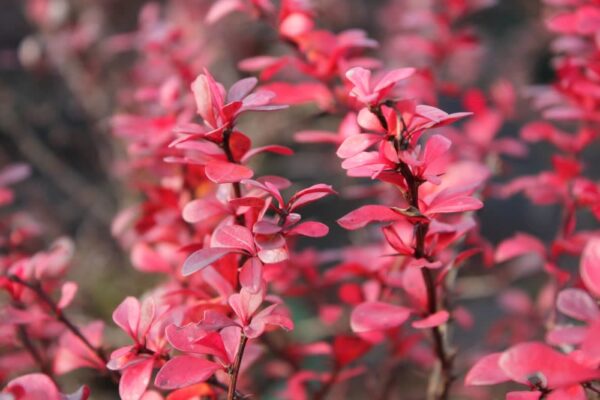 BERBERIS