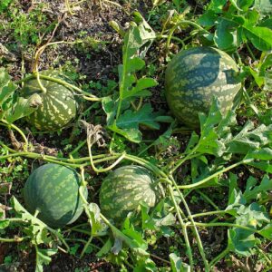 COLOCYNTHIS