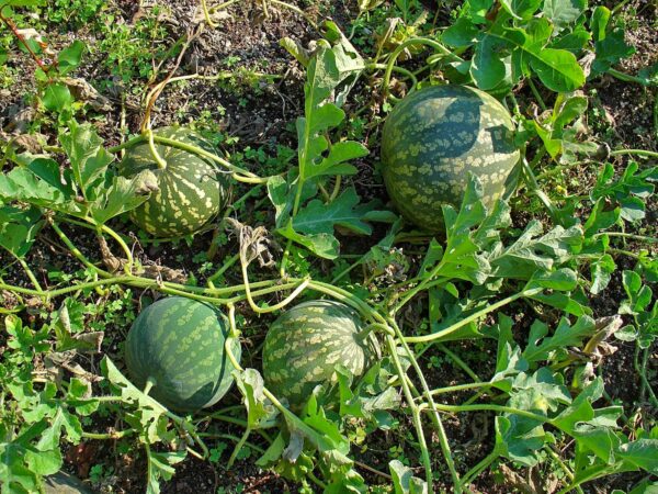COLOCYNTHIS