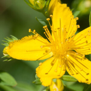 HYPERICUM