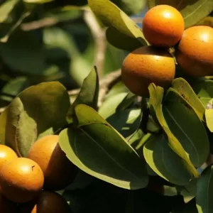 IGNATIA AMARA