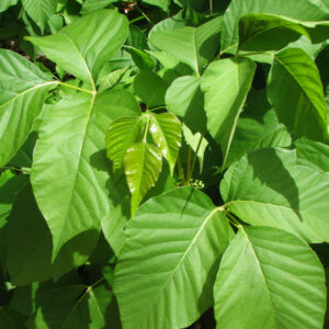 RHUS TOXIC
