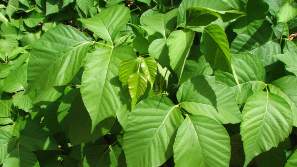 RHUS TOXIC